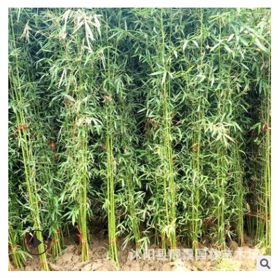 沭陽早園竹價格 青皮竹 四季種植 庭院景觀竹子樹苗 大量供應(yīng)