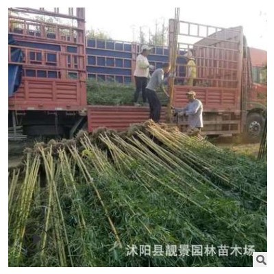 庭院別墅批發(fā)觀賞綠化植物碧玉間黃金竹 金鑲玉竹子基地 量大優(yōu)惠