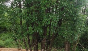 寧夏長期供應池杉苗木價格