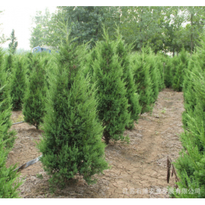 基地常年出售蜀檜 高速公路觀賞行道樹園林庭蔭樹常綠植物塔柏苗
