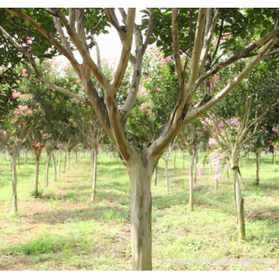 紫薇樹苗批發園林景觀花卉植物工程綠化小苗盆栽紅花紫薇百日紅