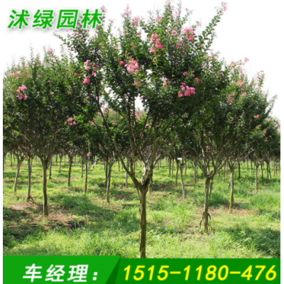 紫薇樹苗批發紅花紫薇百日紅園林景觀花卉植物綠化小苗盆栽