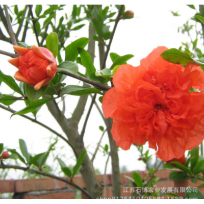 出售花石榴樹苗 園林觀賞果樹盆栽地載綠化植物規格齊全月季石榴