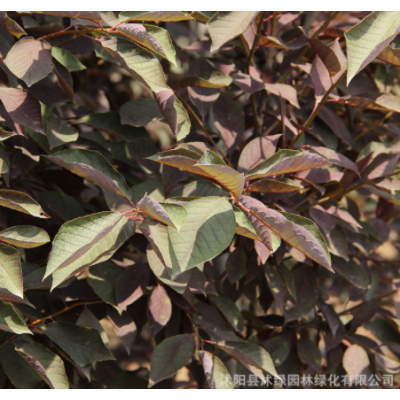 紫葉矮櫻樹苗批發園林工程公園彩色觀葉植物色塊景觀綠籬紫葉矮櫻