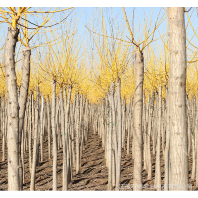 直批黃金槐樹苗 庭院別墅街道綠化工程庭蔭樹風景樹金枝國槐樹苗