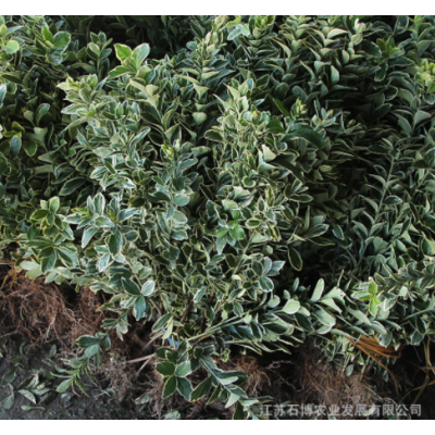 金邊黃楊工程苗基地直發 園林地被綠化植物小區花壇工程黃楊條