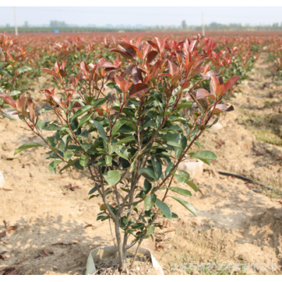 苗圃批發紅葉石楠 園林工程綠化苗木小區道路彩葉植物盆栽火焰紅