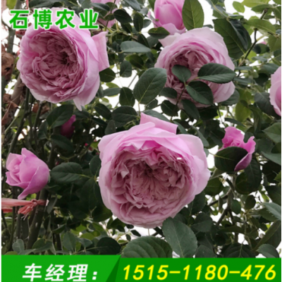 苗圃批發自由精神月季大苗庭院觀賞粉色大花濃香月季盆栽藤本月季