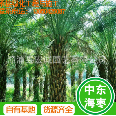 中東海棗 基地自產自銷 銀海棗綠化苗木 規格齊全 漳州基地批發