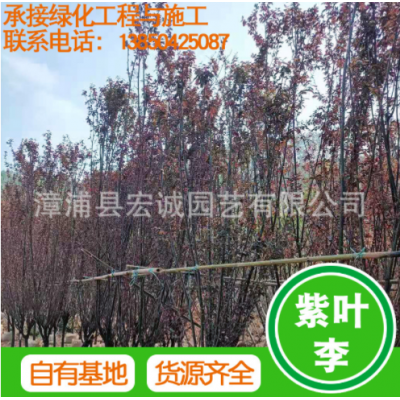 紫葉李批發 基地自產自銷 貨源充足 福建基地 大量供應 紫葉李