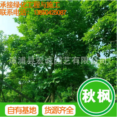 秋楓 基地批發 規格齊全 量大從優 園林景觀 綠化工程供應