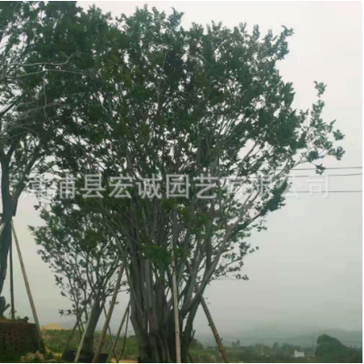 樸樹 基地直供 單桿樸樹量大從優 各種規格 樸樹批發