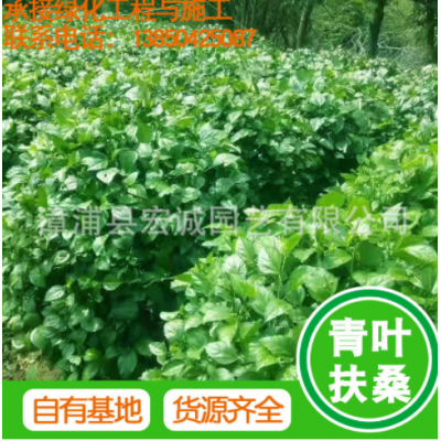 福建直銷青葉扶桑工程苗批發扶桑容器苗園林綠化觀葉植物量大從優