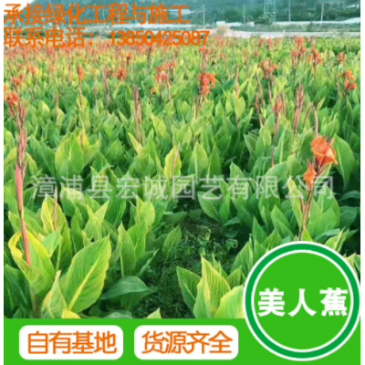 福建基地美人蕉幼苗批發宏誠園藝紅花美人蕉基地黃葉紅葉量大從優