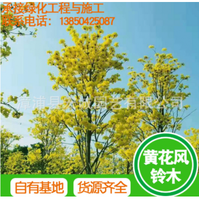 黃花風鈴木 黃花風鈴木容器苗 福建風鈴木基地直供批發 四季開花