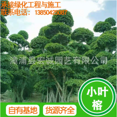 小葉榕 基地批發 造型榕樹 福建綠化苗木批發 多規格供應量大從優