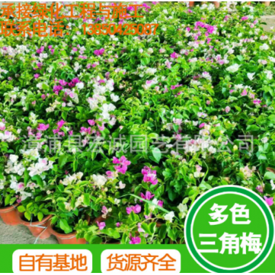 三角梅價格紅色三角梅盆景同安紅三角梅福建批發廠家直銷便宜