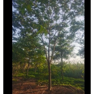 10-25全冠鳳凰木紅花楹地苗假植苗袋苗，普寧市致誠園林種植基地