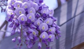 九尺紫藤規格 紫藤品種 九尺紫藤養護常識