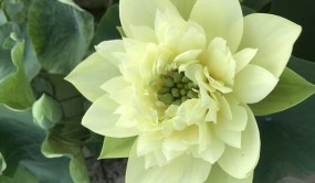 中國荷花睡蓮新品種獲國際大獎