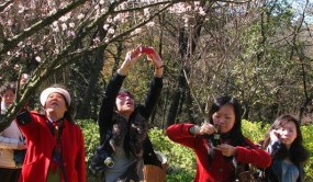 春風(fēng)先到彩云南 萬樹梅花次第開 第二十六屆昆明梅花節(jié)開幕