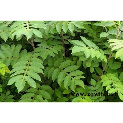 廣西邊坡綠化、公路綠化灌木草種鹽膚木種子批發