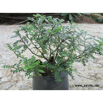 漳州和福州哪里種植的胡椒木價格便宜