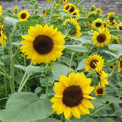 向日葵花種種植方法