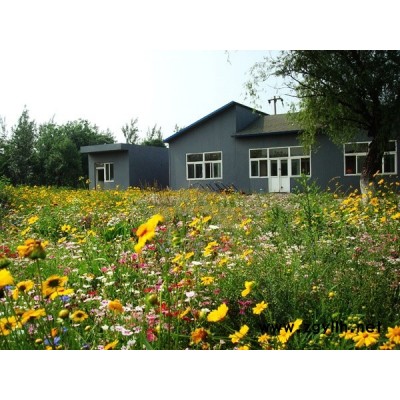 廣東廣州公園綠化美化花種組合批發