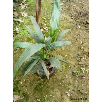 九江市供應細葉棕竹外形優美細葉棕竹生長環境