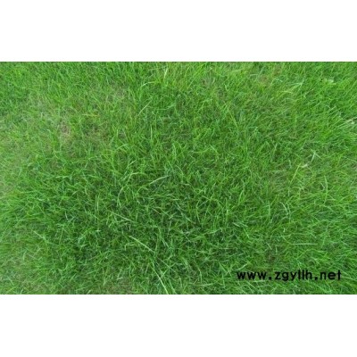 百慕大種子種植方法