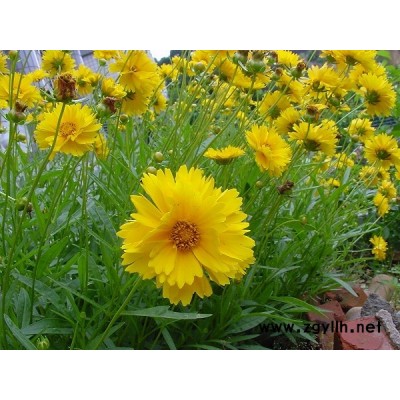 廣西桂林綠化金雞菊公園景區花種