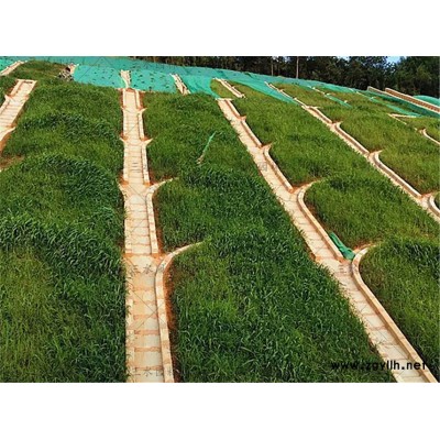 云南昭通市礦山邊坡長期覆綠草灌種子多少錢