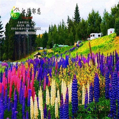 廣東省湛江市春季花海設(shè)計公司免費(fèi)設(shè)計