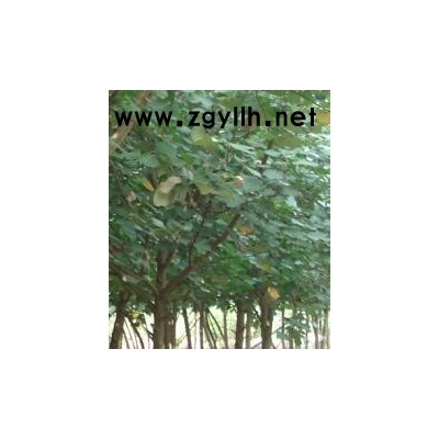 優質價低的黃瑾來賓市苗木場直銷