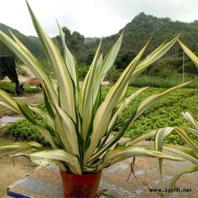 湖州市哪里有供應萬年麻基地直接批發