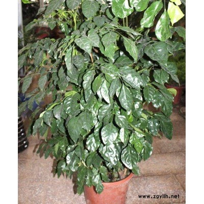 鄭州市近期供應的綠寶易種植品種好