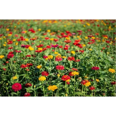 廣西邊坡綠化、公路綠化百日草花種批發