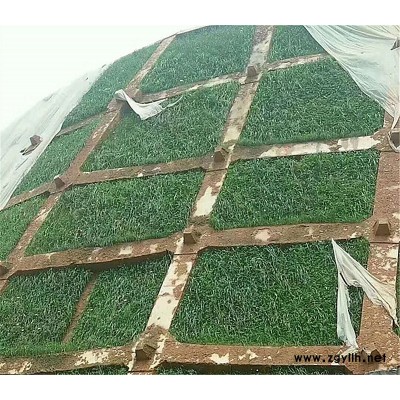 杭州邊坡復綠草種草種