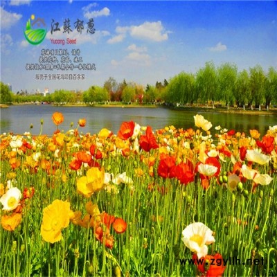 湖北省襄樊市春季花海設(shè)計公司專業(yè)花海