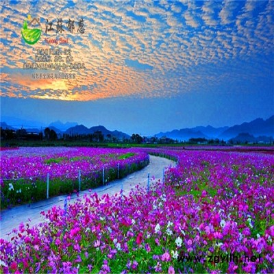 廣西防城港市花海項目案例專業(yè)花海
