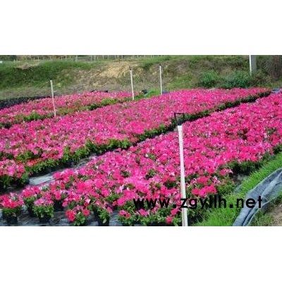 園林綠植矮牽牛基地優質供應六安市直銷