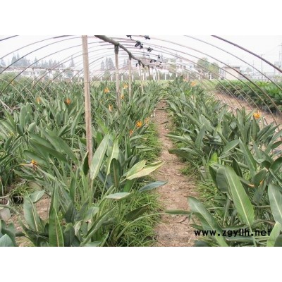 5月底黃石市天堂鳥的最新報價多少