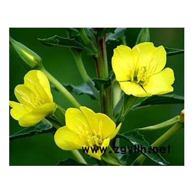 廣西公園綠化、邊坡綠化月見草草種批發