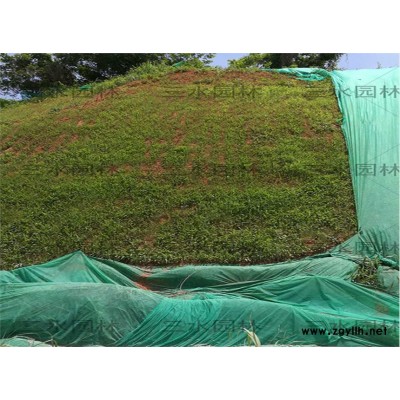 杭州三葉草籽一斤能種多少面積？