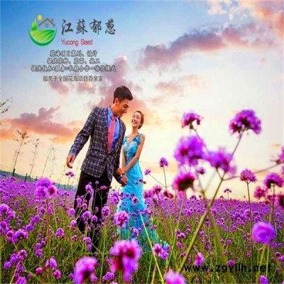 江蘇省揚(yáng)州市春季花海規(guī)劃指導(dǎo)施工專業(yè)花海