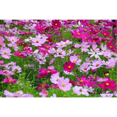 波斯菊花種春季種植什么時候開花?