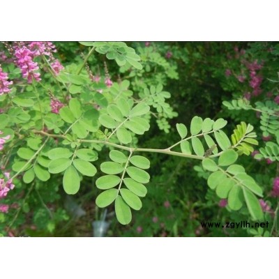 多花木蘭灌木護(hù)坡種子批發(fā)