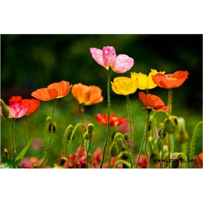 虞美人可以打造花海嗎