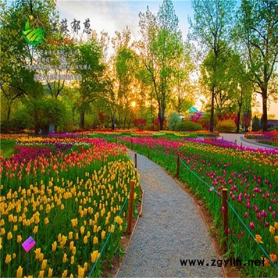 安陽市春季花海案例專業(yè)花海